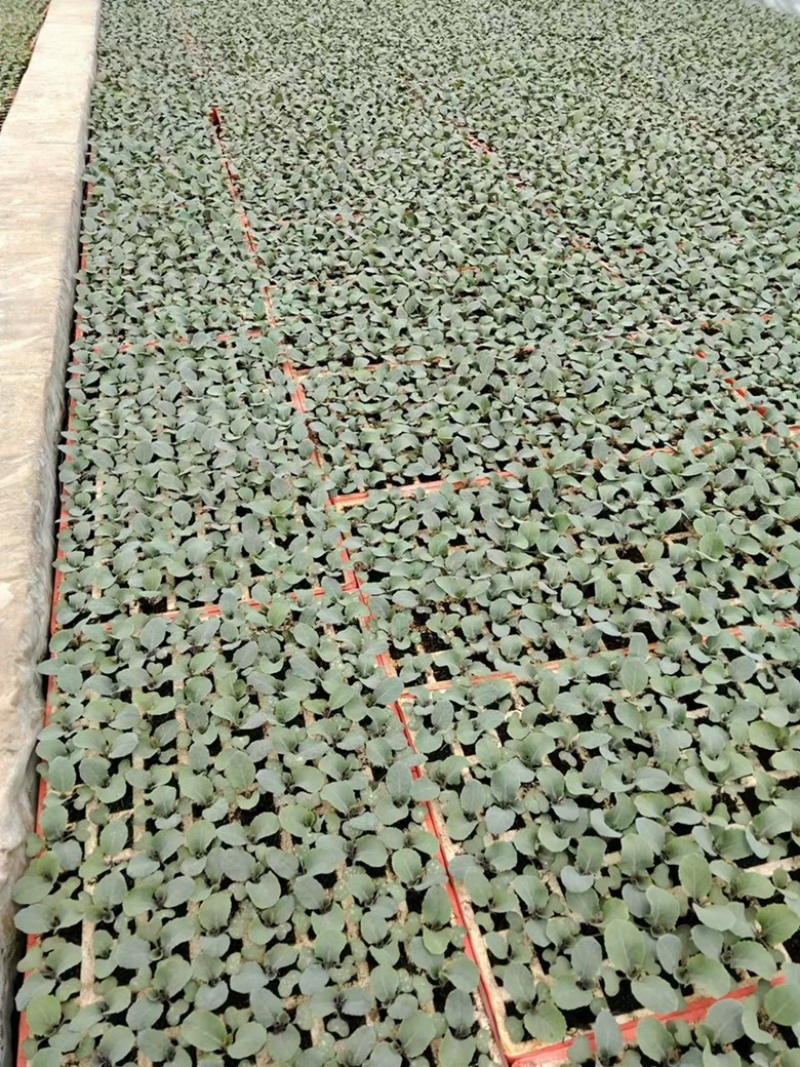 云南松花菜苗品质保证诚信经营欢迎联系自家基地