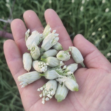 韭菜花大量上市中