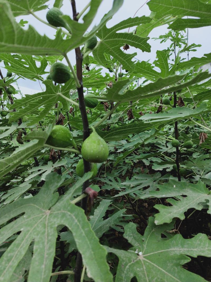 无花果树