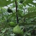 无花果树