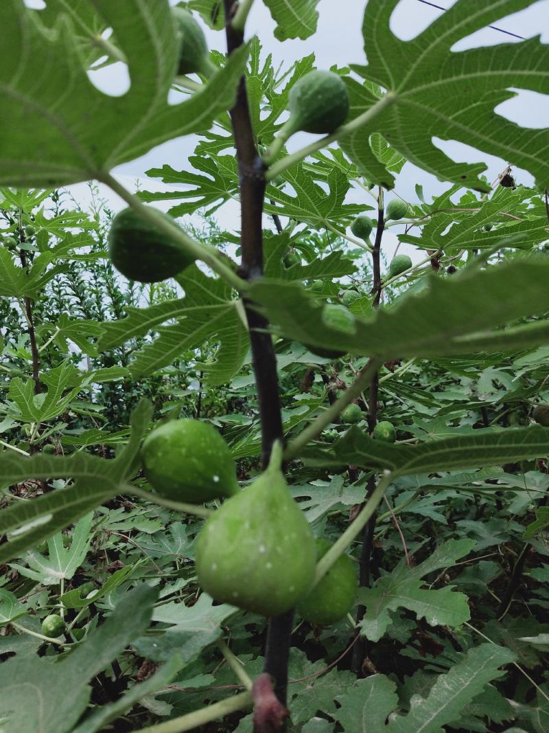 无花果树