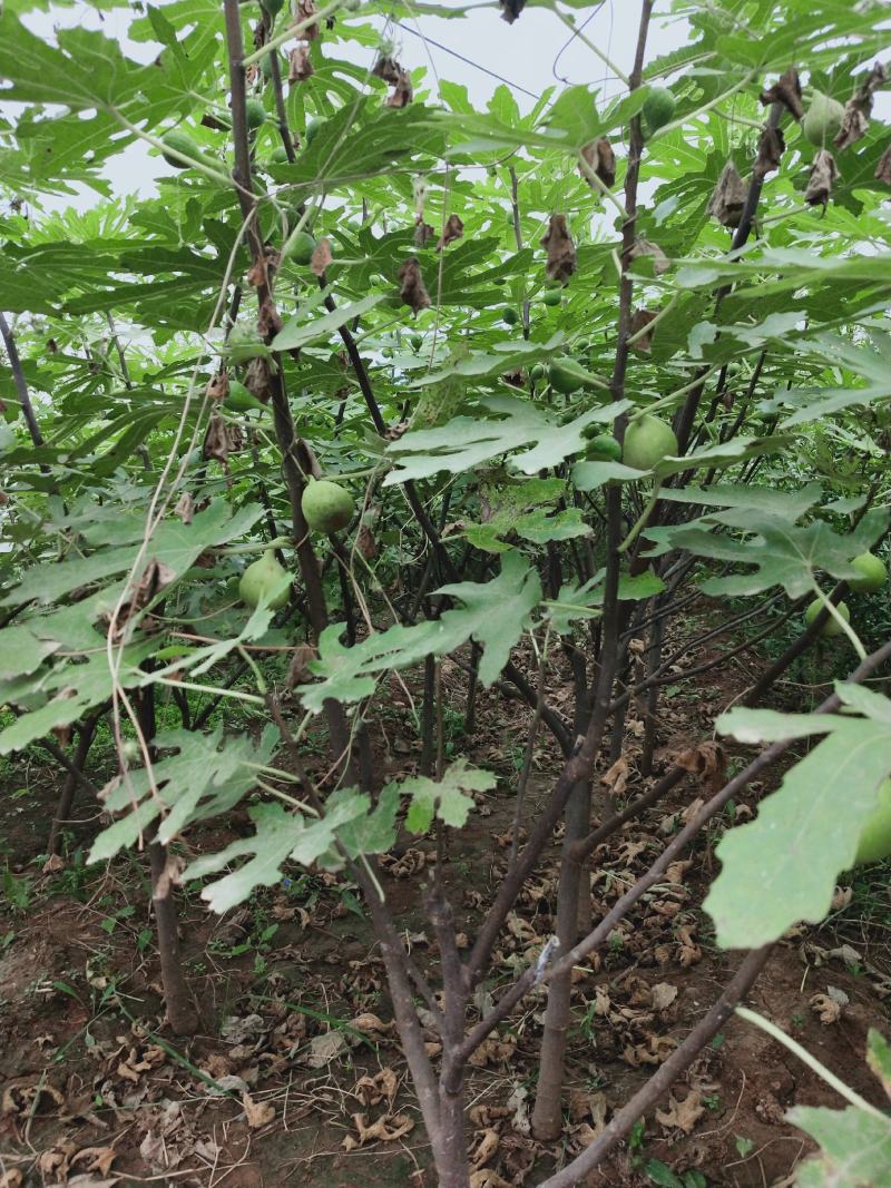 无花果树