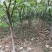 无花果树