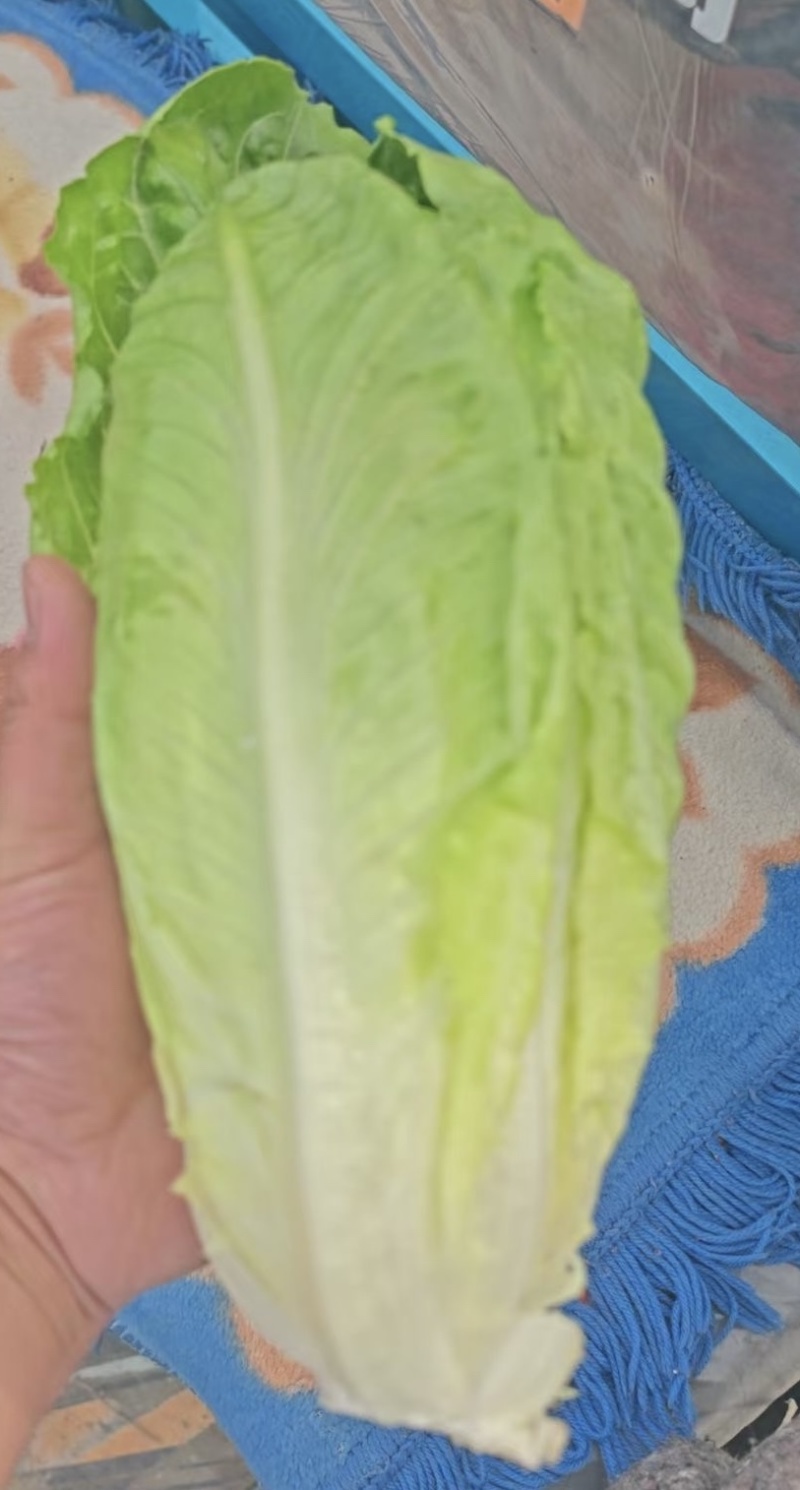 罗马生