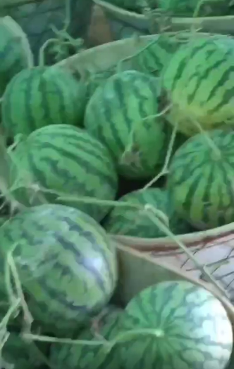 麒麟西瓜二茬
