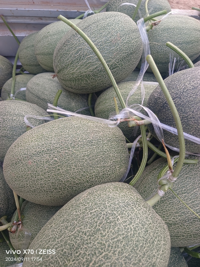 夏邑晓蜜25糖高，网纹均匀，果形好，大吨位出货中。