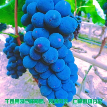 天水头摘千亩巨峰葡萄皮薄肉多口感好糖分足…