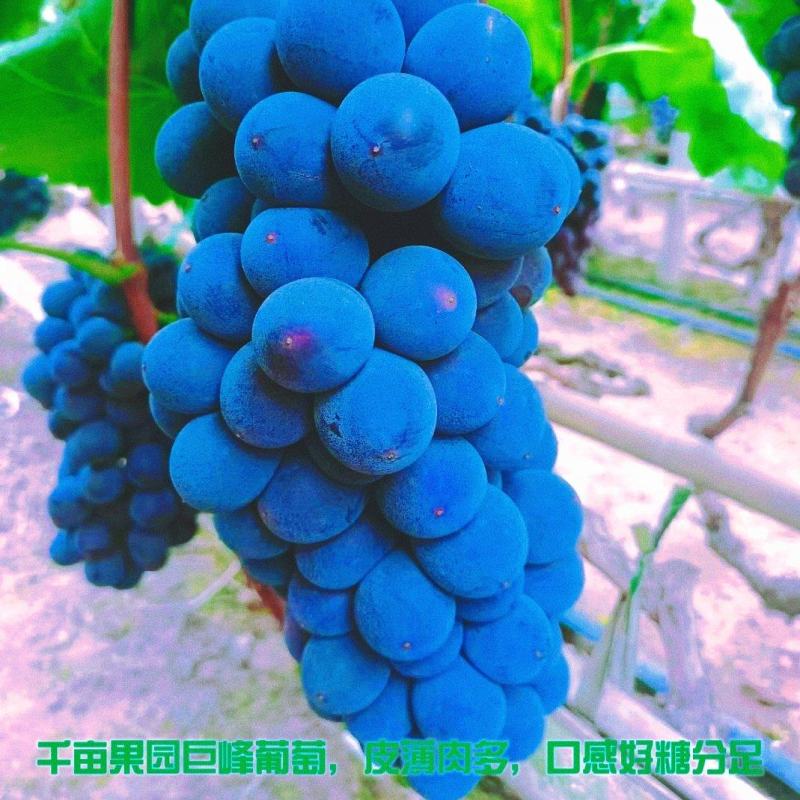 天水头摘千亩巨峰葡萄皮薄肉多口感好糖分足…