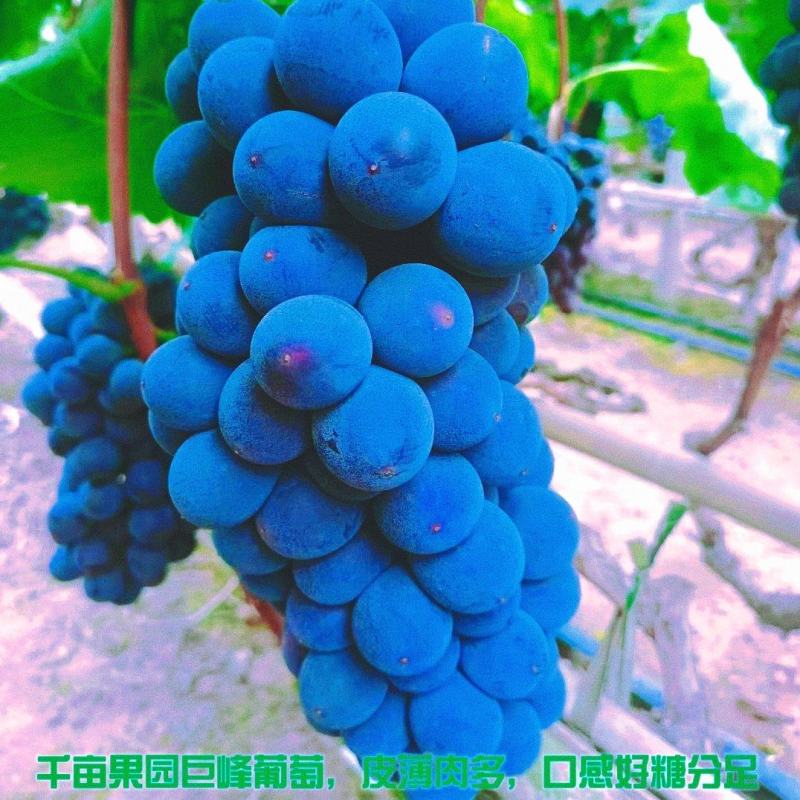 天水千亩果园大产地露天巨峰葡萄，皮薄肉多，口感好糖分足