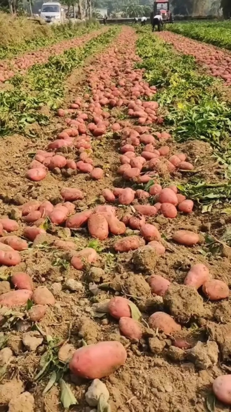 云南特色土豆红皮土豆洋芋青薯9号现挖现发可视频看货
