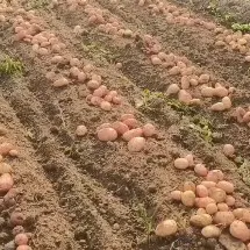 云南特色土豆红皮土豆洋芋青薯9号现挖现发可视频看货