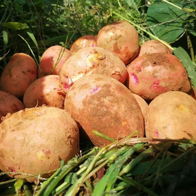 云南特色土豆红皮土豆洋芋青薯9号现挖现发可视频看货