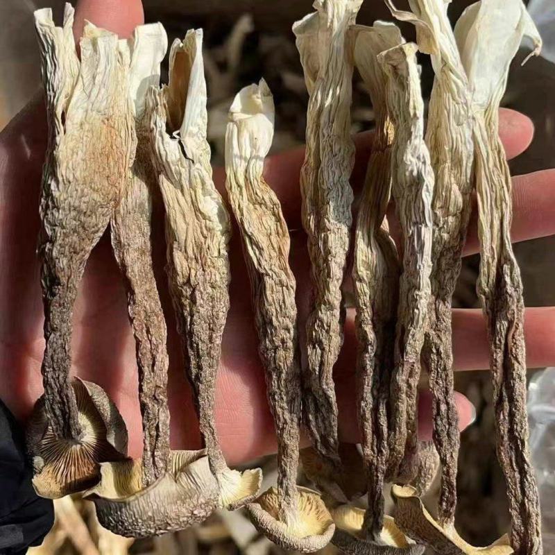 鹿茸菇，好质量纯干货鹿茸菇，没有碎渣，产地直销