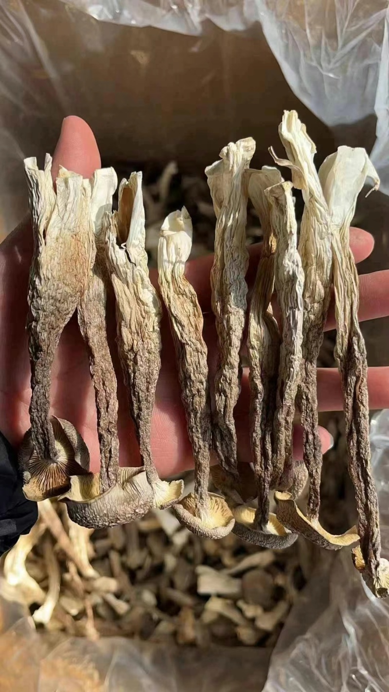 鹿茸菇，好质量纯干货鹿茸菇，没有碎渣，产地直销