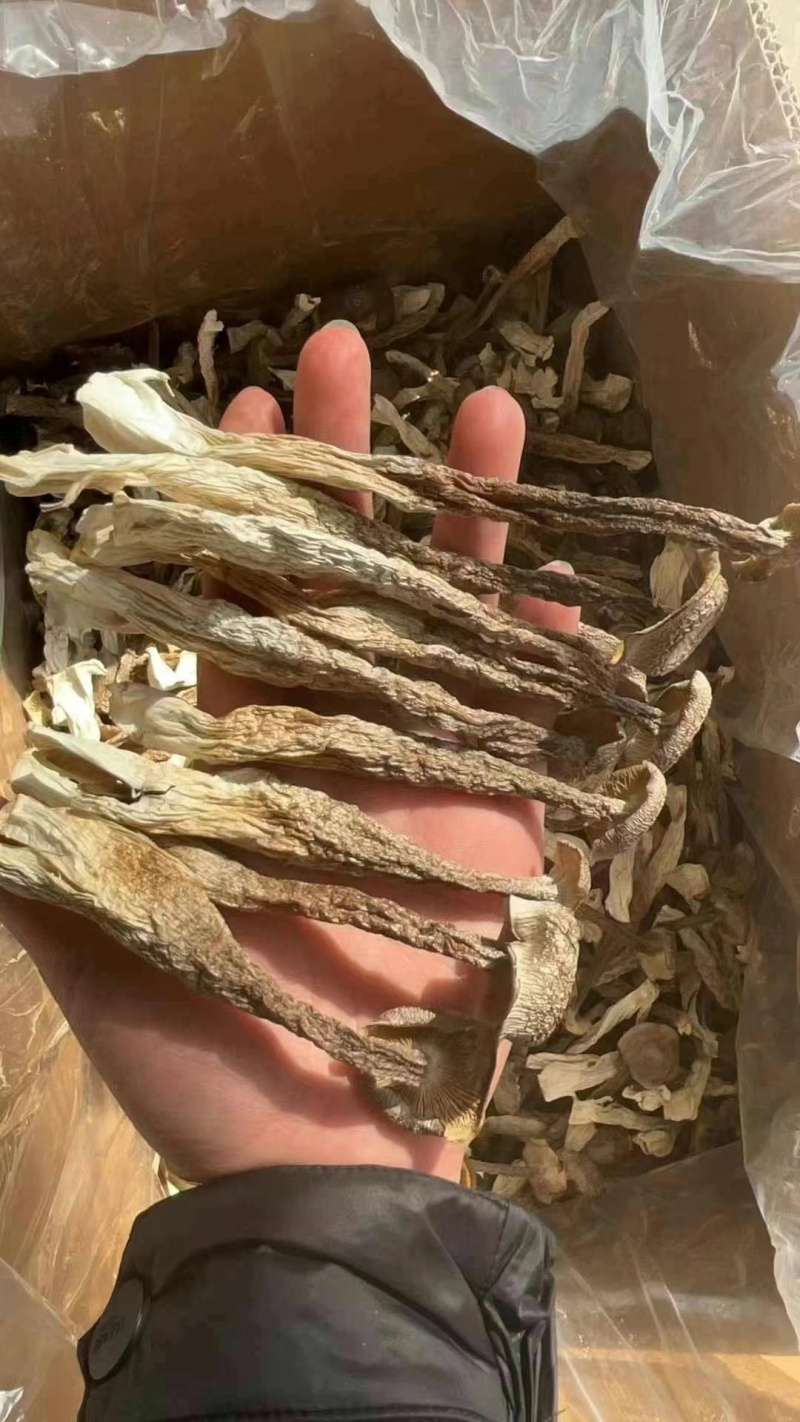 鹿茸菇，好质量纯干货鹿茸菇，没有碎渣，产地直销
