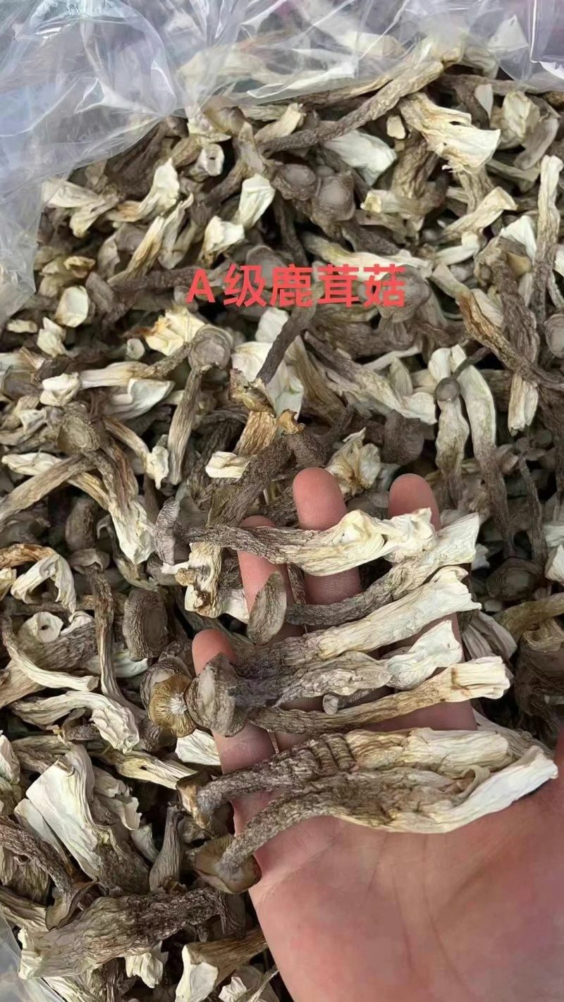 鹿茸菇，好质量纯干货鹿茸菇，没有碎渣，产地直销