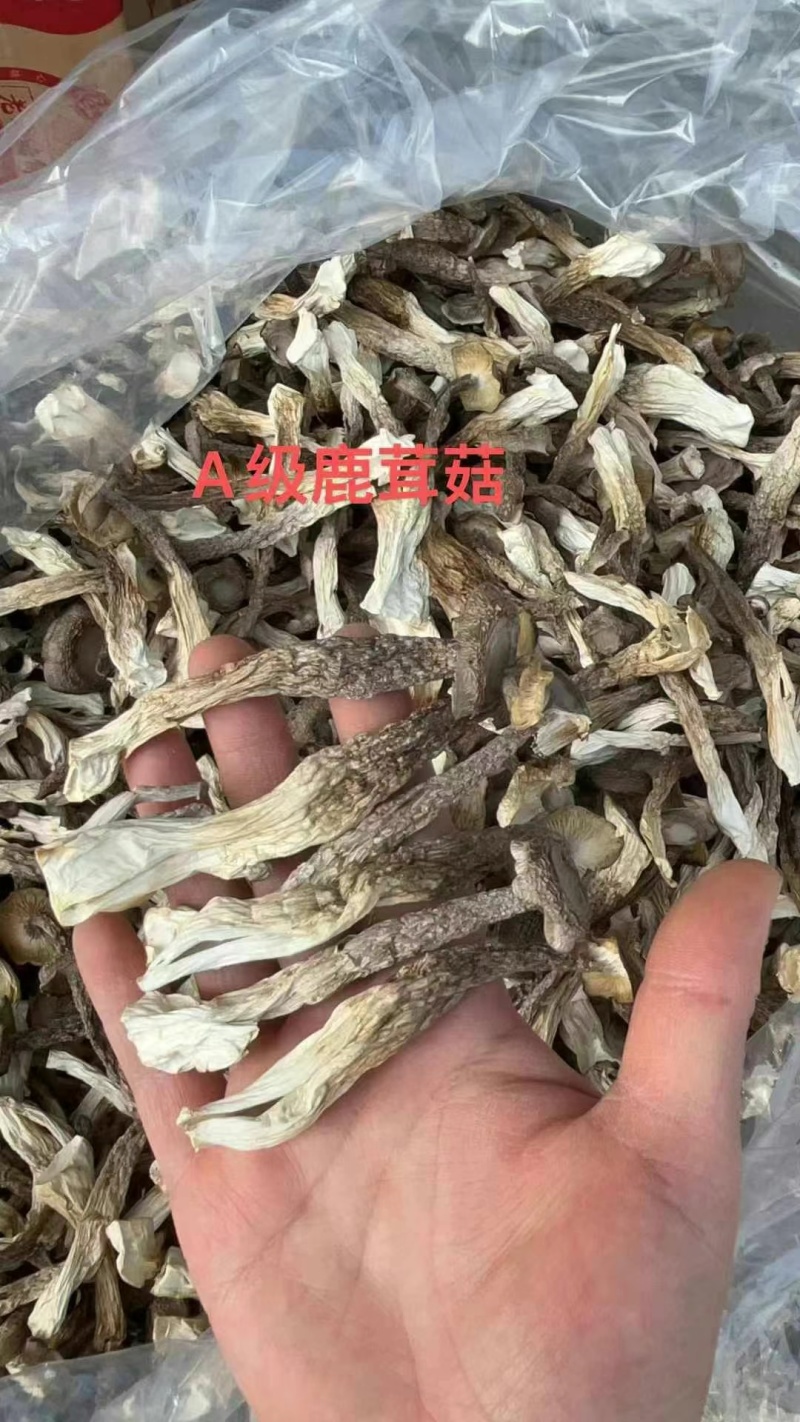 鹿茸菇，好质量纯干货鹿茸菇，没有碎渣，产地直销