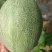 晓蜜25脆甜，汁多，纹均匀，果形椭圆漂亮，量超大。