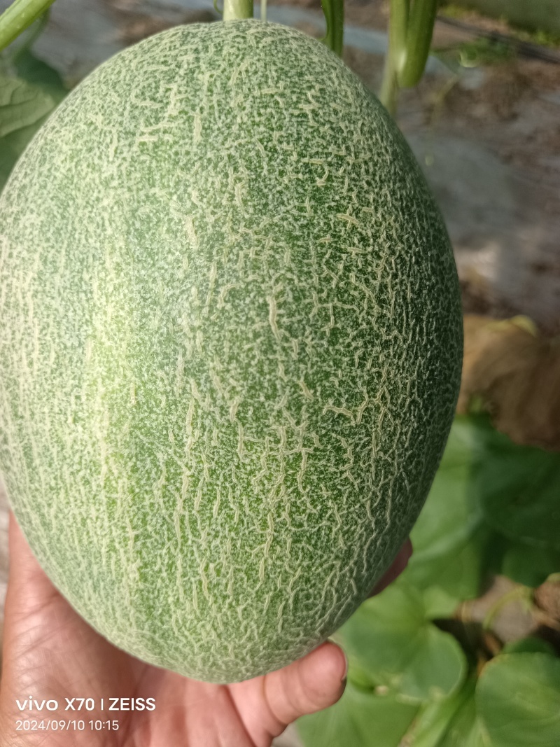 晓蜜25脆甜，汁多，纹均匀，果形椭圆漂亮，量超大。