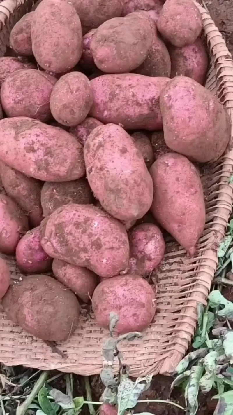 云南土豆特色青薯9号红皮土豆洋芋合作88量大优惠