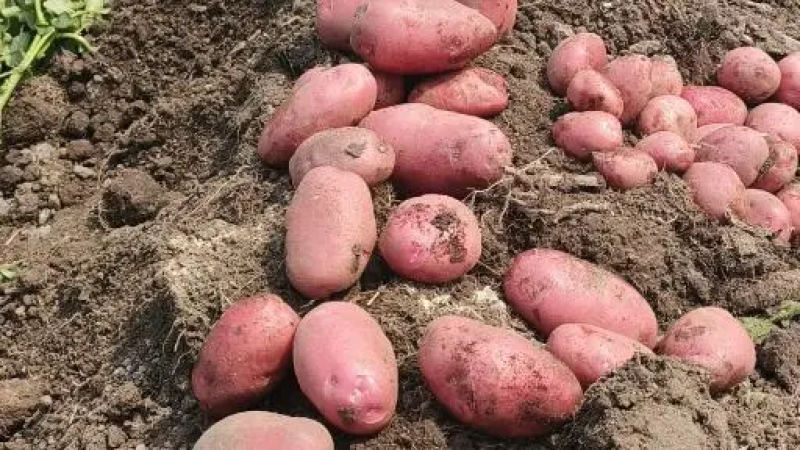 云南土豆特色青薯9号红皮土豆洋芋合作88量大优惠