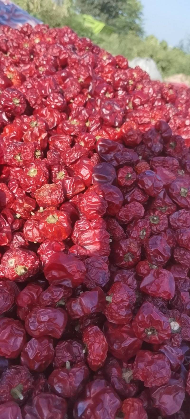 干辣椒灯笼椒，特香草莓辣灯笼椒烘干的烘干