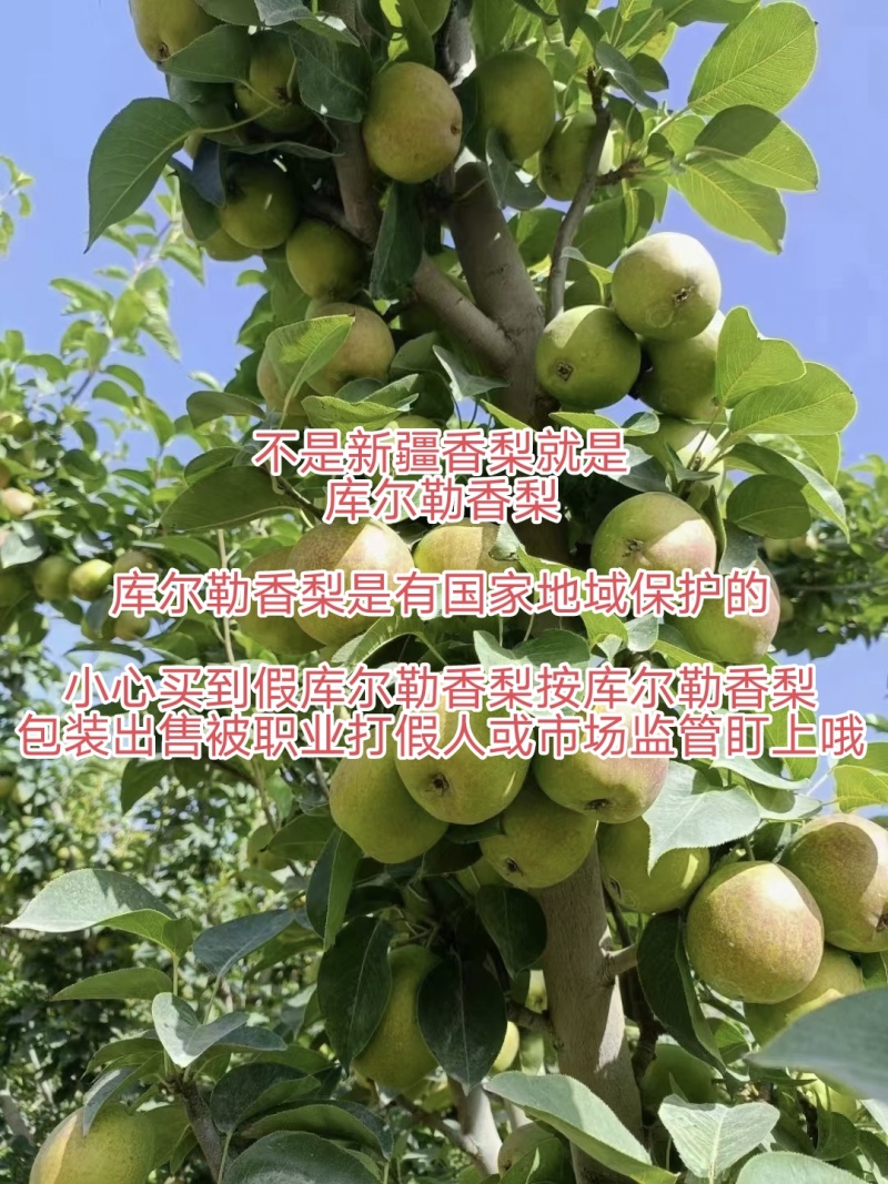 库尔勒香梨梨砀山梨水果批发自产自销