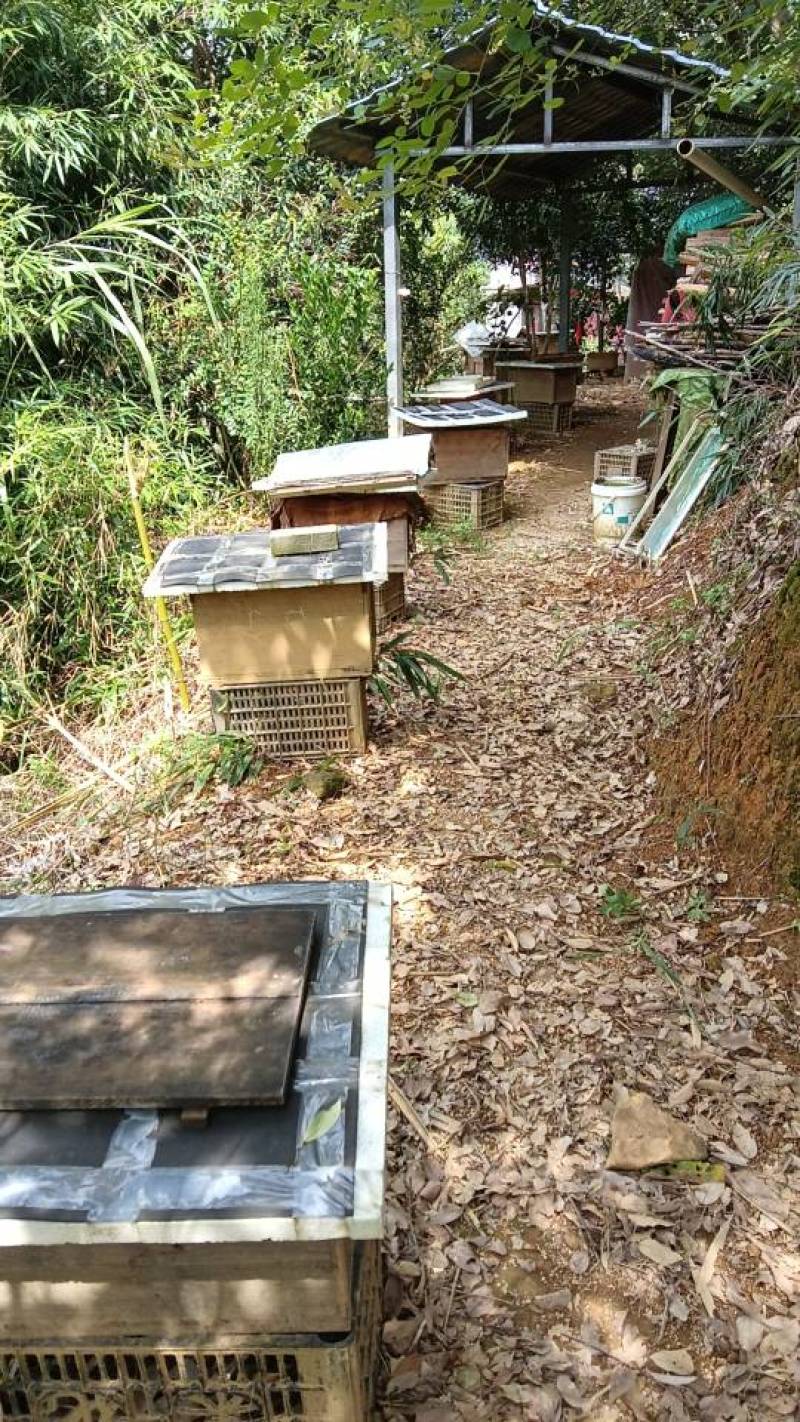 【福建福州永泰】采摘，健康养，新鲜直供