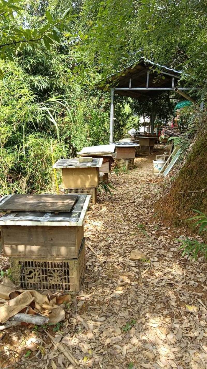 【福建福州永泰】采摘，健康养，新鲜直供
