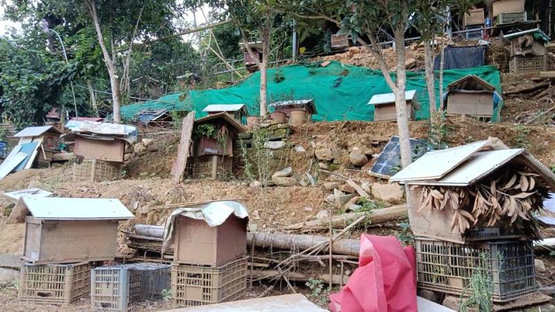 【福建福州永泰】采摘，健康养，新鲜直供