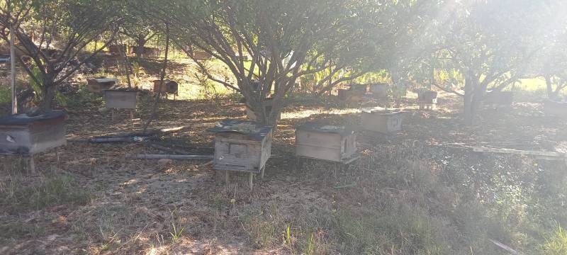 【福建福州永泰】采摘，健康养，新鲜直供