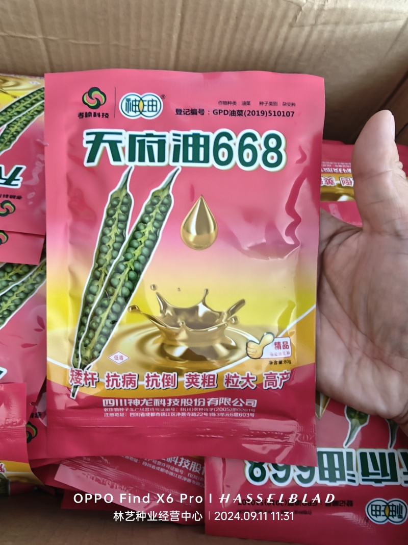 天府油668油菜种子矮杆抗病抗倒粒大油菜种籽正品原装