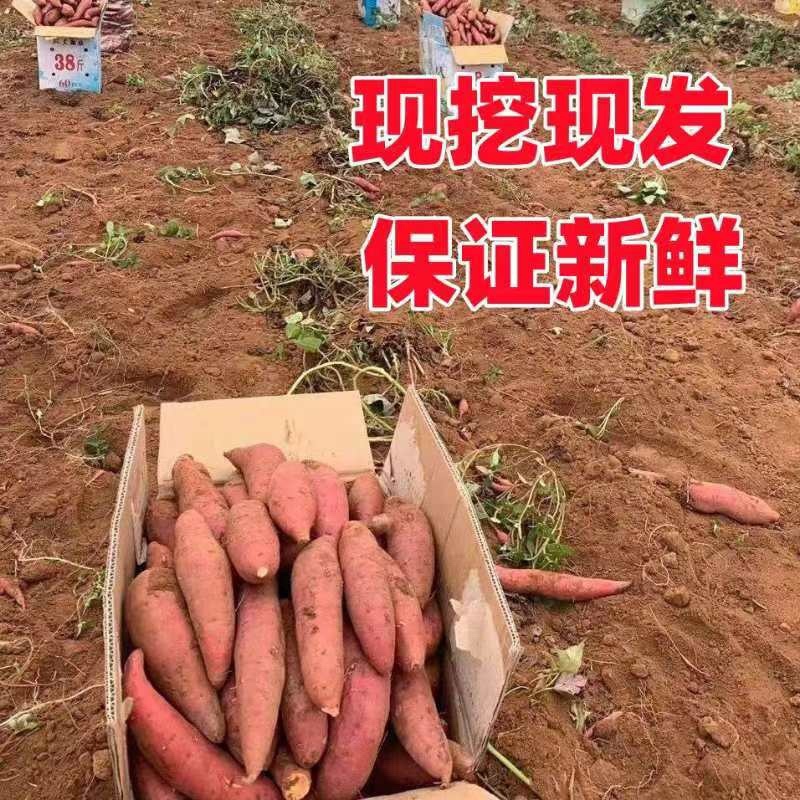 安徽沙地烟薯25红心糖心流油蜜薯烤地瓜专用欢迎联系