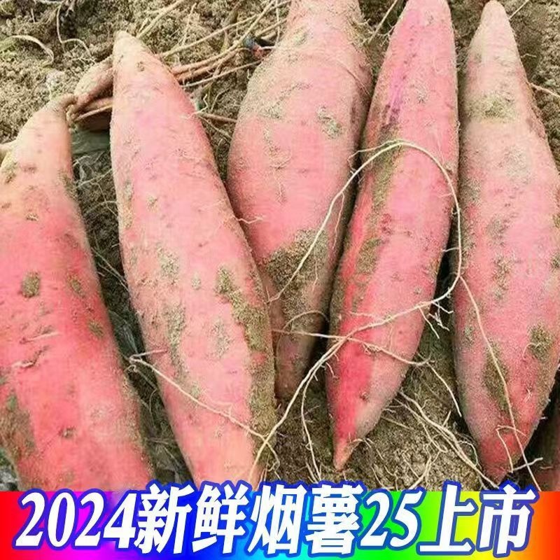 安徽沙地烟薯25红心糖心流油蜜薯烤地瓜专用欢迎联系