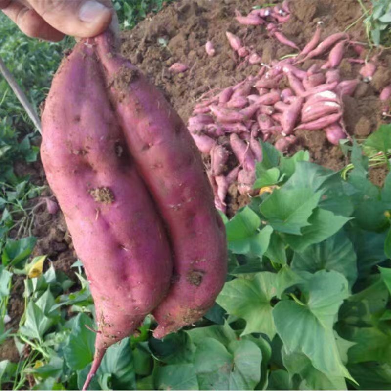 安徽红皮白心商薯19冰糖白心板栗薯产地直发可视频看货