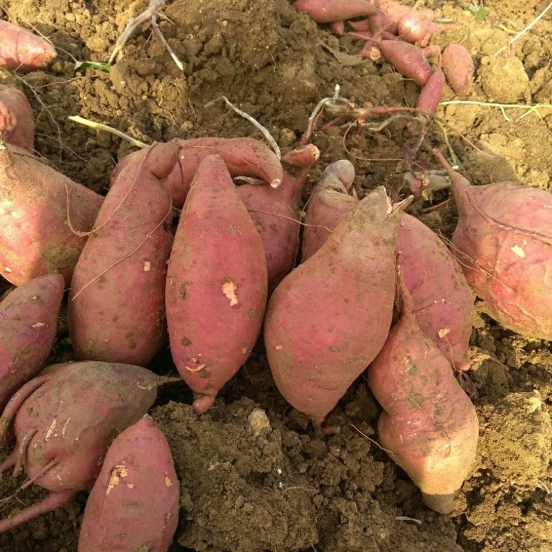 安徽红皮白心商薯19冰糖白心板栗薯产地直发可视频看货