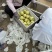 精品砀山酥梨、产地直发、百年梨树王代收代发