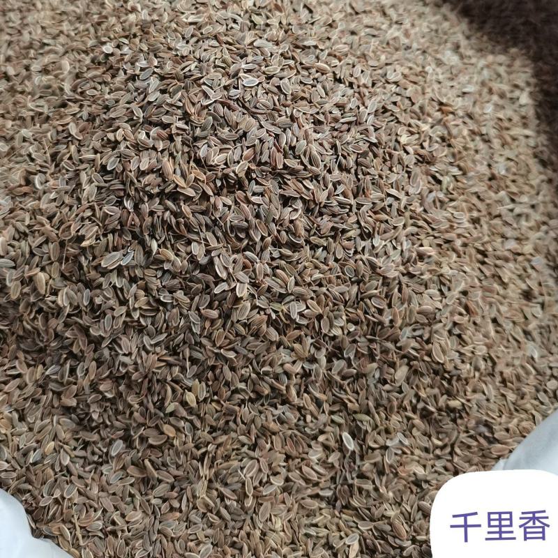 千里香/七里香/精选好货/批发兼零售，量大可商议，包邮