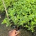 花叶假连翘基地直发规格齐全质量优质