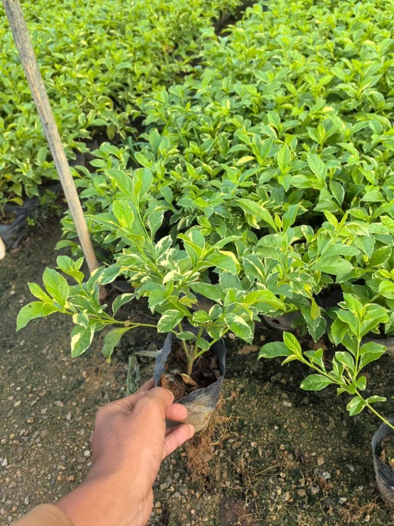 花叶假连翘基地直发规格齐全质量优质