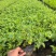 花叶假连翘基地直发规格齐全质量优质