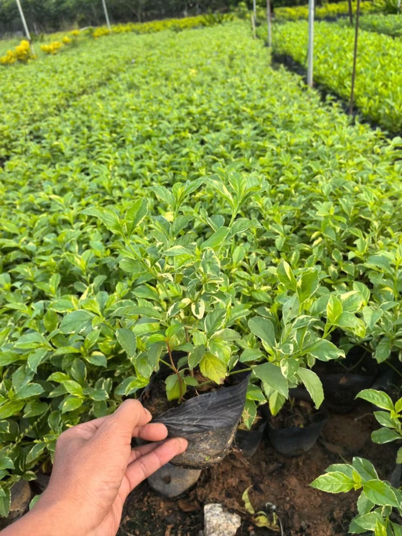 花叶假连翘基地直发规格齐全质量优质