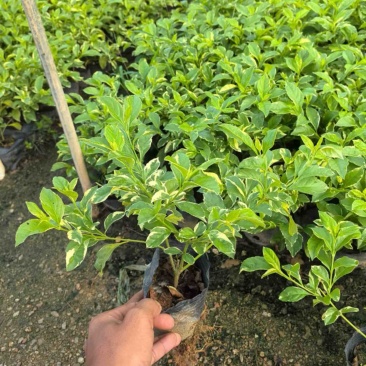 花叶假连翘基地直发规格齐全质量优质