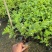 花叶假连翘基地直发规格齐全质量优质