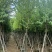 骨架宫粉紫荆10～18公分基地直发规格齐全质量优质