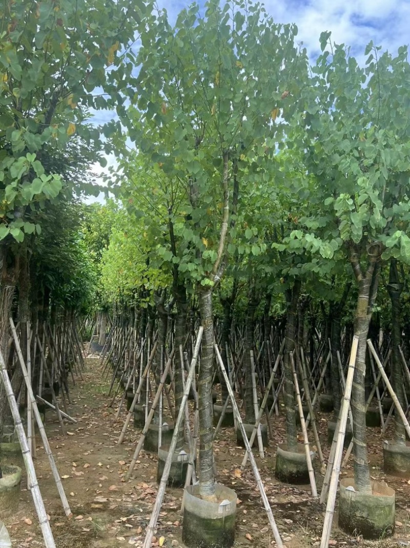骨架宫粉紫荆10～18公分基地直发规格齐全质量优质