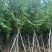 骨架宫粉紫荆10～18公分基地直发规格齐全质量优质