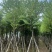 骨架宫粉紫荆10～18公分基地直发规格齐全质量优质