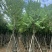 骨架宫粉紫荆10～18公分基地直发规格齐全质量优质