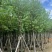 骨架宫粉紫荆10～18公分基地直发规格齐全质量优质